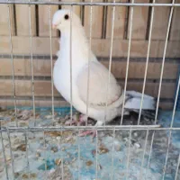 کبوتر زینتی