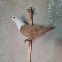 کلاغ سار