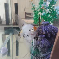 ماهی اکواریوم سیچلاید ماکرو زرد و آنجل کوی
