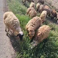 میش چاق