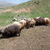 ۱۸کاوه|حیوانات مزرعه|دورود, |دیوار