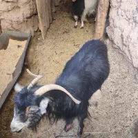 بز چاق