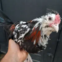 خروس گلین اصل و جوان
