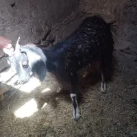 بزغاله بز