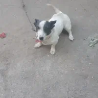 سگ  پا کوتاه