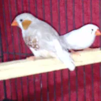 فنچ|پرنده|بهارستان, |دیوار