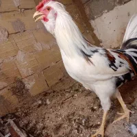 خروس
