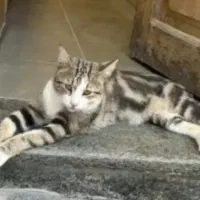 گربه دستی کاملارایگان