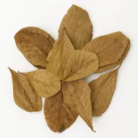 برگ کاتاپا - ضدباکتری و ضدقارچ طبیعی آکواریوم