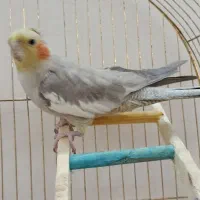 عروس هلندی