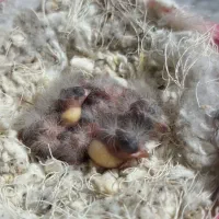 جوجه سهره قناری