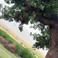 فروش جو