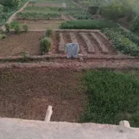 ریحان تازه سمنان کاملا ارگانیک