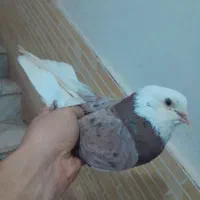 کفتر