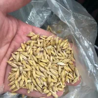جو تمیز