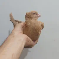 کفتر