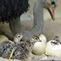 جوجه شتر مرغ در تمام سنین