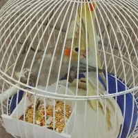 دو عدد عروس هلندی