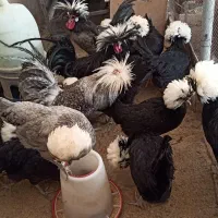 جوجه و تخم نطفه‌دار نژاد لوهمن، لهستانی، آیسبار