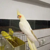 یک عدد عروس هلندی ماده