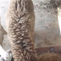 بره نر شیش ماه