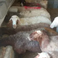 دام زنده چاق