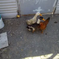 اردک یا مرغابی