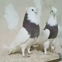 رنگه توقی ساده هفترنگ