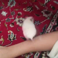 همستر|موش و خرگوش|قم, شهرک توانیر|دیوار