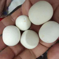 فروش. سنگهای آسیاب اصل