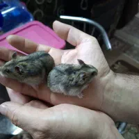 همسترهای خوشگل (نژاد کمپل)