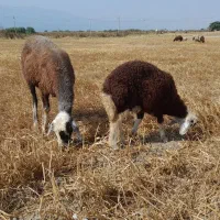 یک گوسفند بره دار دو دندان بره ماده کله عروس