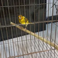 سهره فول دستی دارم وچند عدد جوجه نشودار