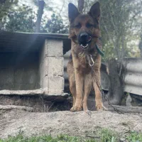 ژرمن ورک دوساله