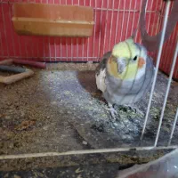 عروس هلندی