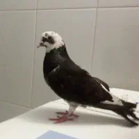 کبوتر ماده
