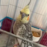 جفت عروس هلندی