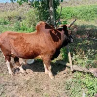 ورزا کوله سرخ سیل