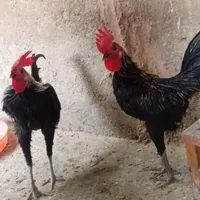 ۲عددخروس میناتوری(جیور)|حیوانات مزرعه|پاکدشت, |دیوار