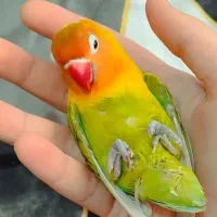 طوطی برزیلی و‌اهلی