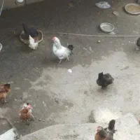 خروس گردن لختی،آمروک،گلین