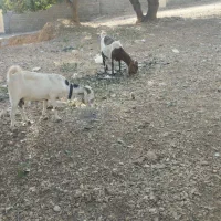 بز پاکستانی