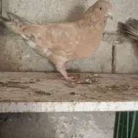 کله ای|پرنده|امیدیه, |دیوار