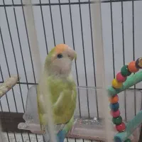 طوطی