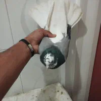 کبوتر شازده صحرایی نر ساعتی