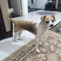 سگ پاکوتاه شیواوا