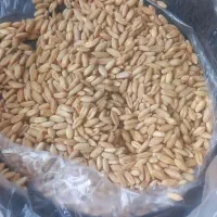 گندم دیم