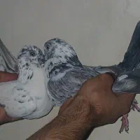 جفت پرشی
