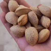 بادام نرمه و سنگی