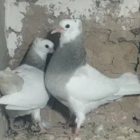 کبوتر طوقی مغلف